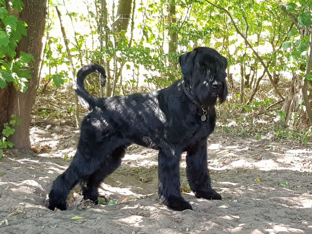 Kennel Maren-Brems' Hjem