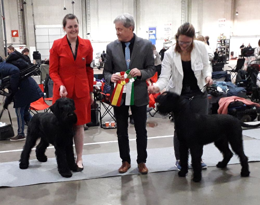 Kennel Maren-Brems' - DKK udstilling Fredericia 2019